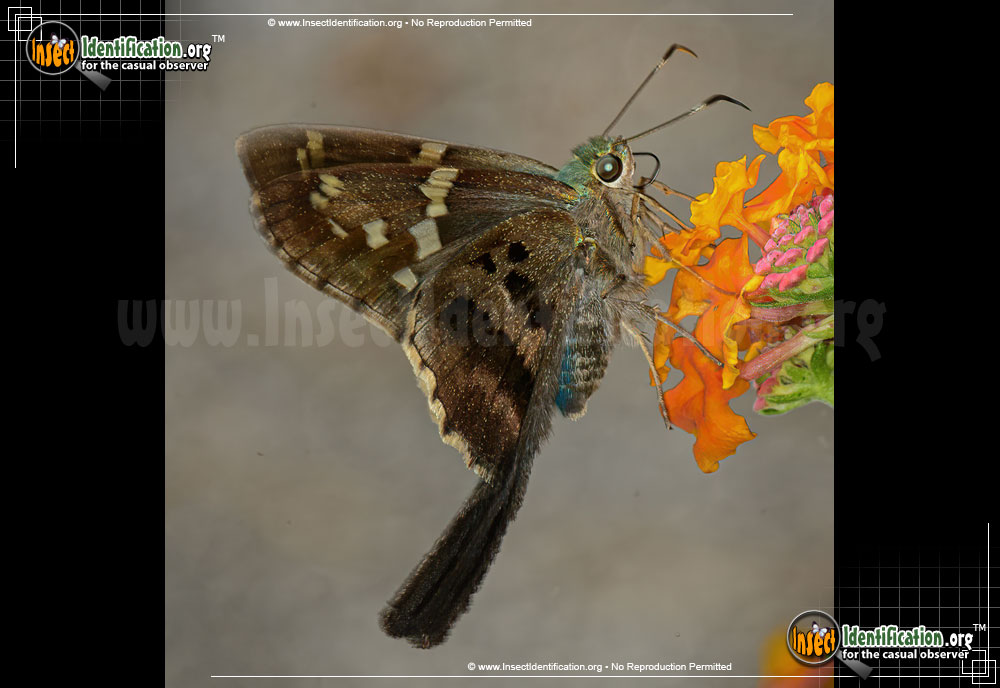 Full-sized image #13 of the Long-tailed-Skipper