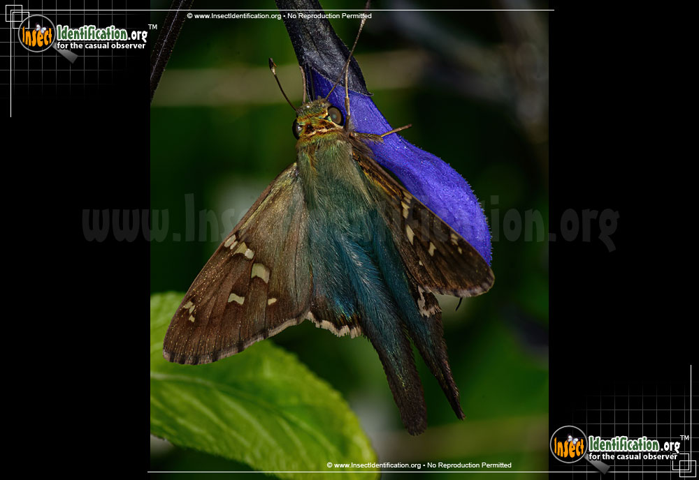 Full-sized image #14 of the Long-tailed-Skipper