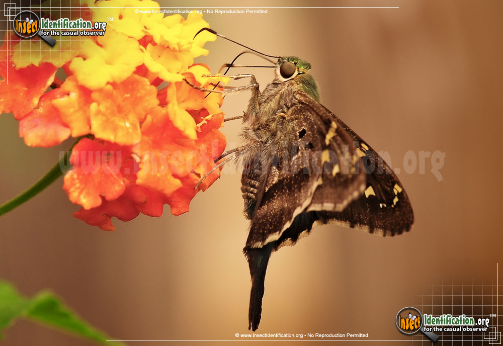 Full-sized image #9 of the Long-tailed-Skipper