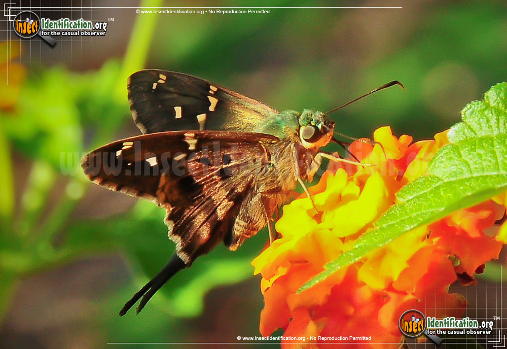 Full-sized image #6 of the Long-tailed-Skipper
