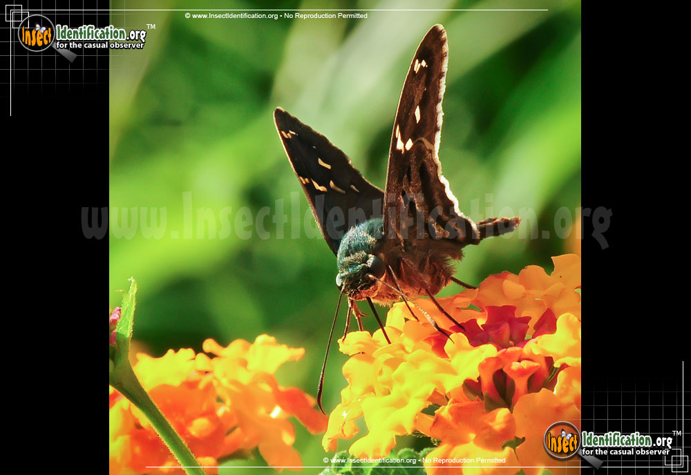 Full-sized image #6 of the Long-tailed-Skipper