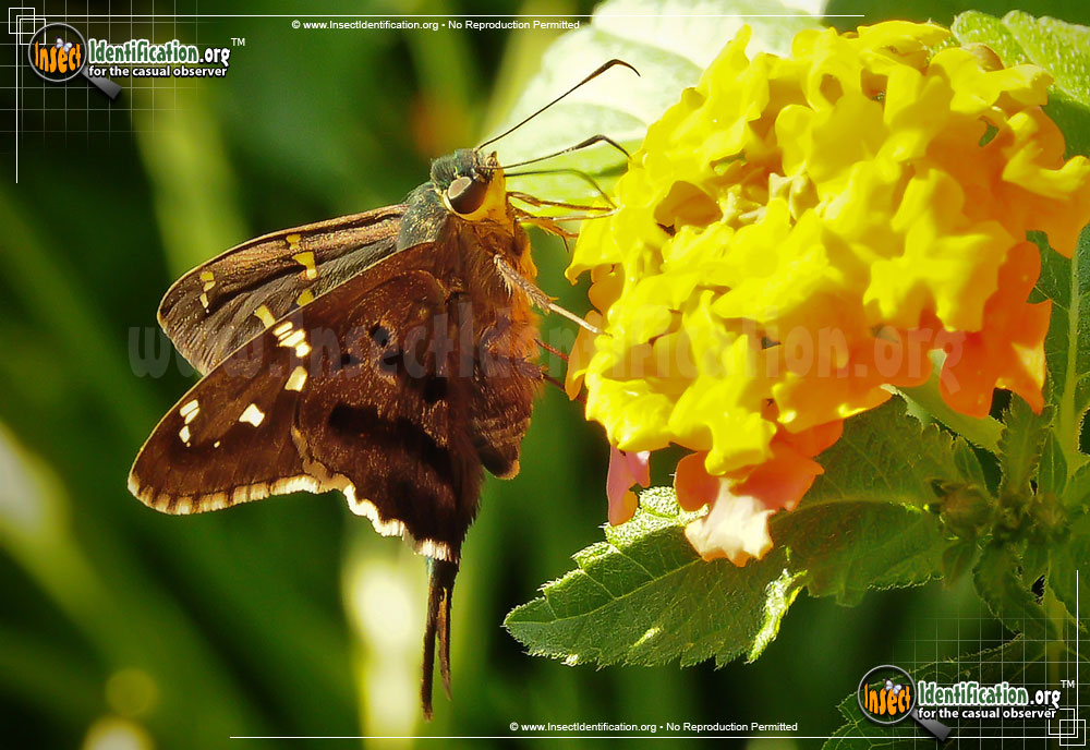Full-sized image #9 of the Long-tailed-Skipper