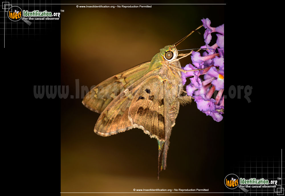Full-sized image #2 of the Long-tailed-Skipper