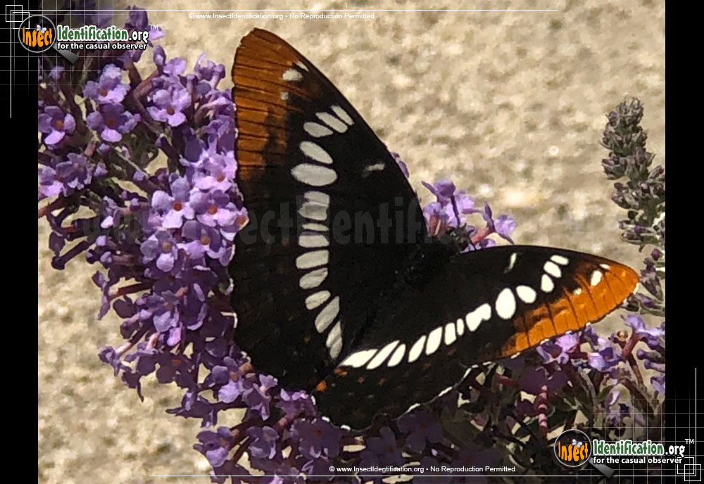 Full-sized image of the Lorquins-Admiral-Butterfly