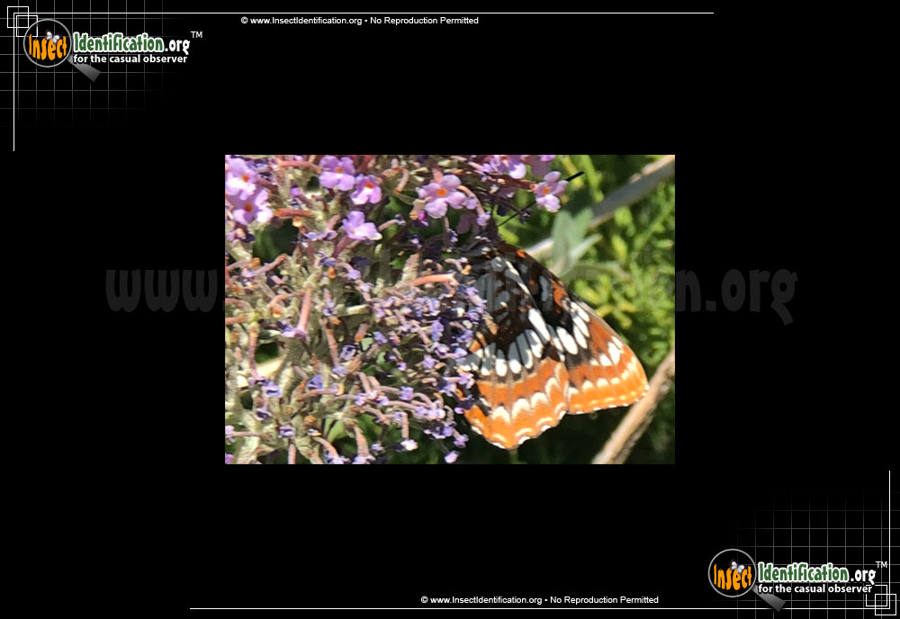 Full-sized image #2 of the Lorquins-Admiral-Butterfly