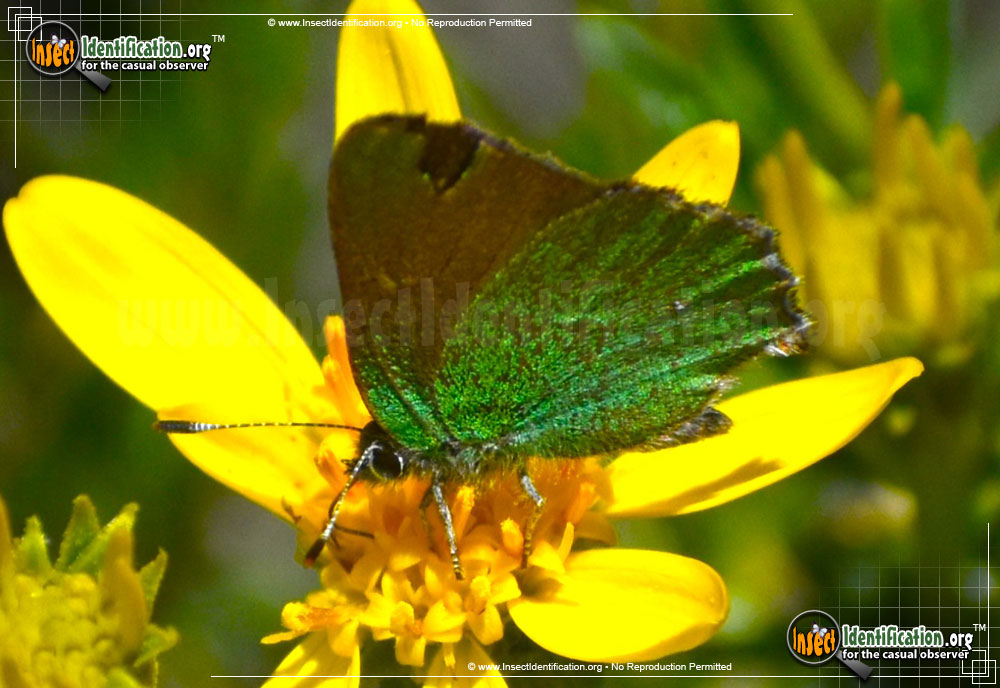 Full-sized image #2 of the Lotus-Hairstreak-Butterfly