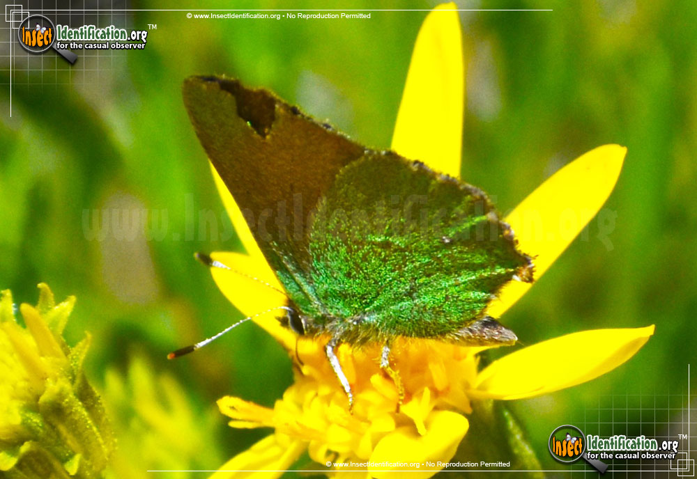 Full-sized image of the Lotus-Hairstreak-Butterfly