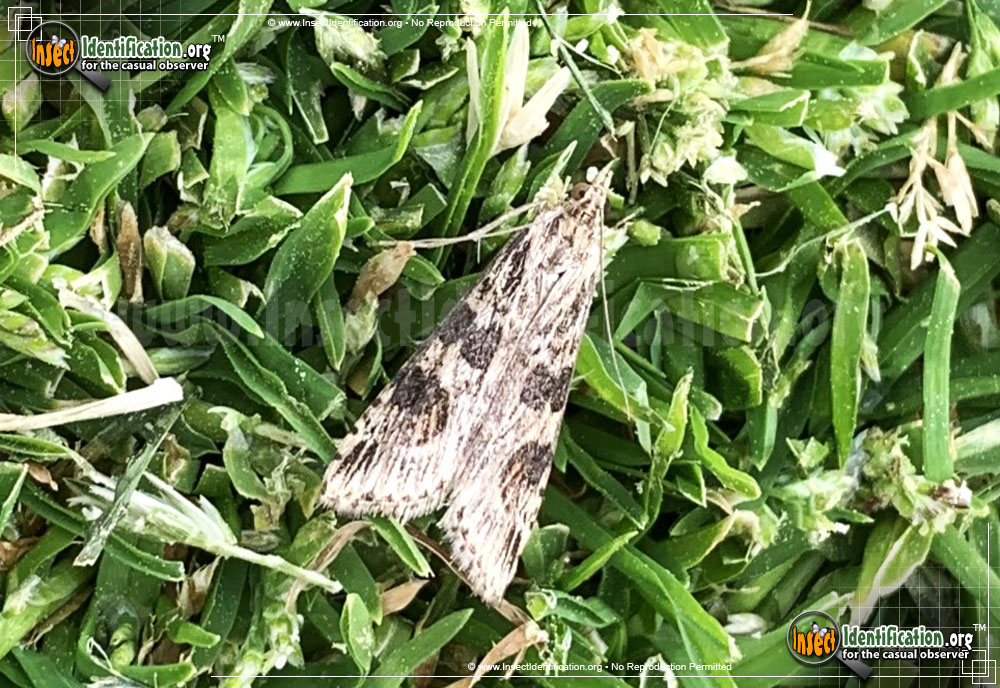 Full-sized image of the Lucerne-Moth