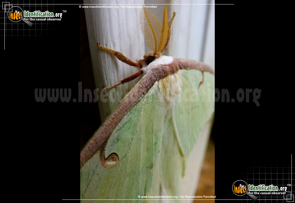 Full-sized image #5 of the Luna-Moth