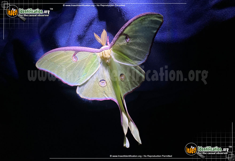 Full-sized image #7 of the Luna-Moth