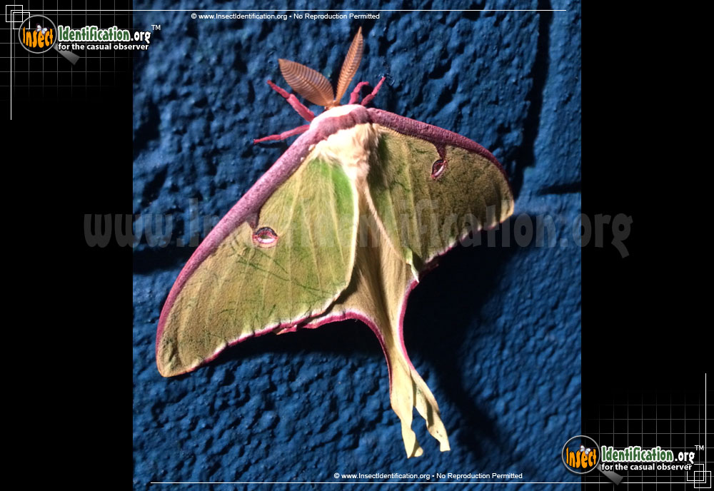 Full-sized image #6 of the Luna-Moth