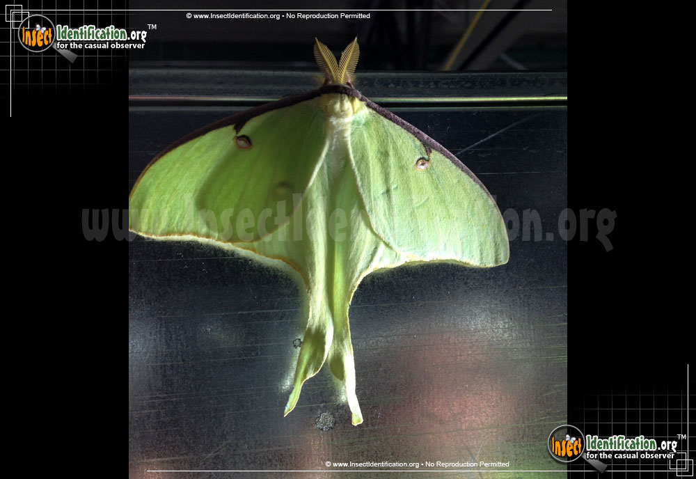 Full-sized image #9 of the Luna-Moth
