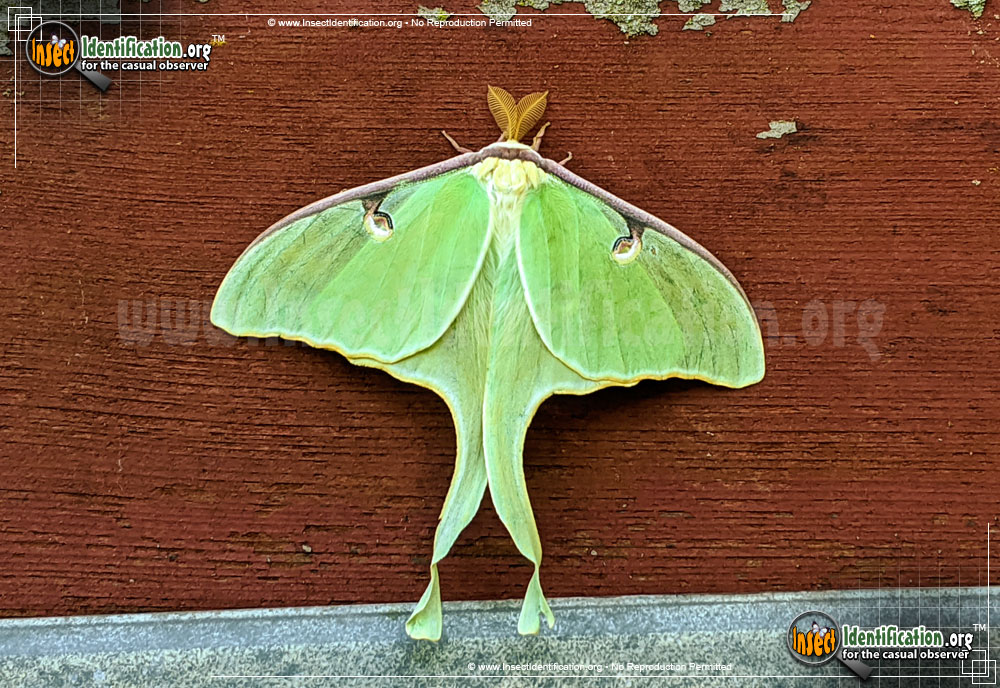 Full-sized image #14 of the Luna-Moth