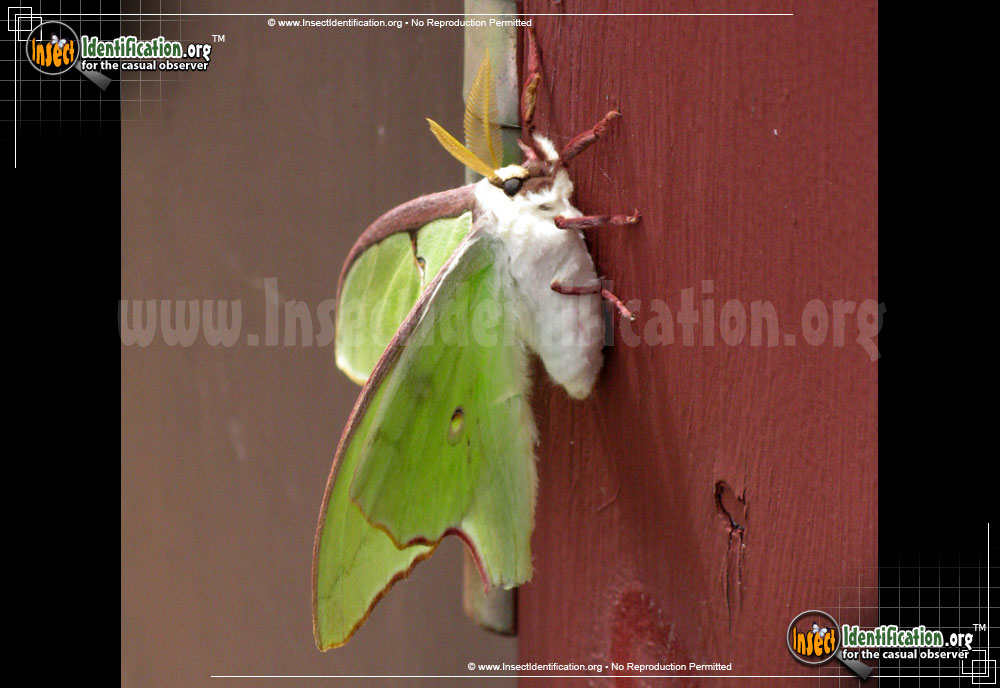 Full-sized image #8 of the Luna-Moth