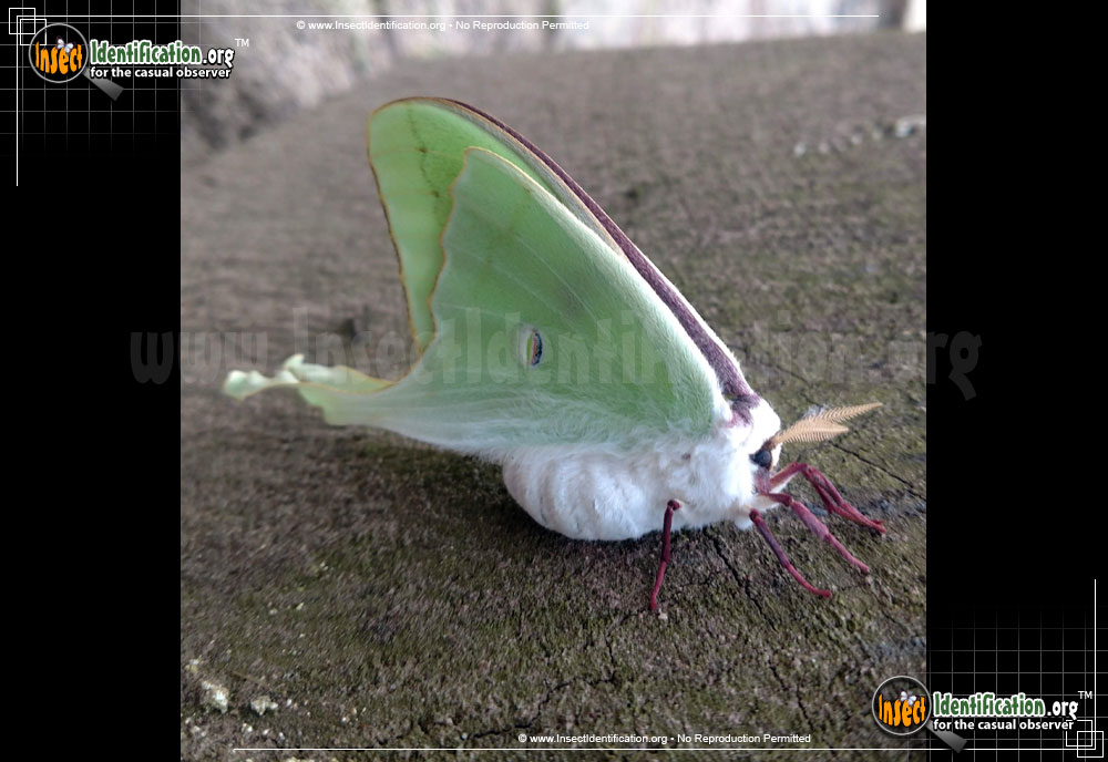 Full-sized image #11 of the Luna-Moth