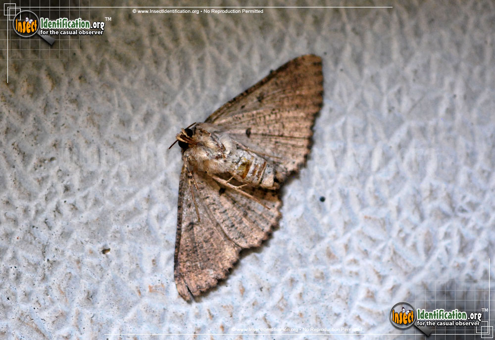 Full-sized image #3 of the Lunate-Zale-Moth