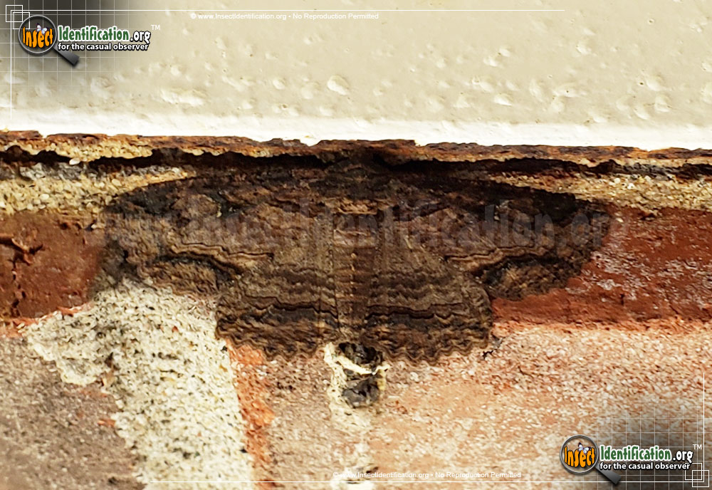 Full-sized image #3 of the Lunate-Zale-Moth