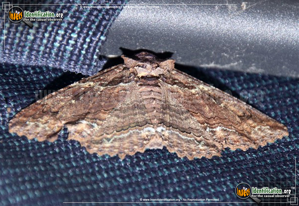 Full-sized image of the Lunate-Zale-Moth