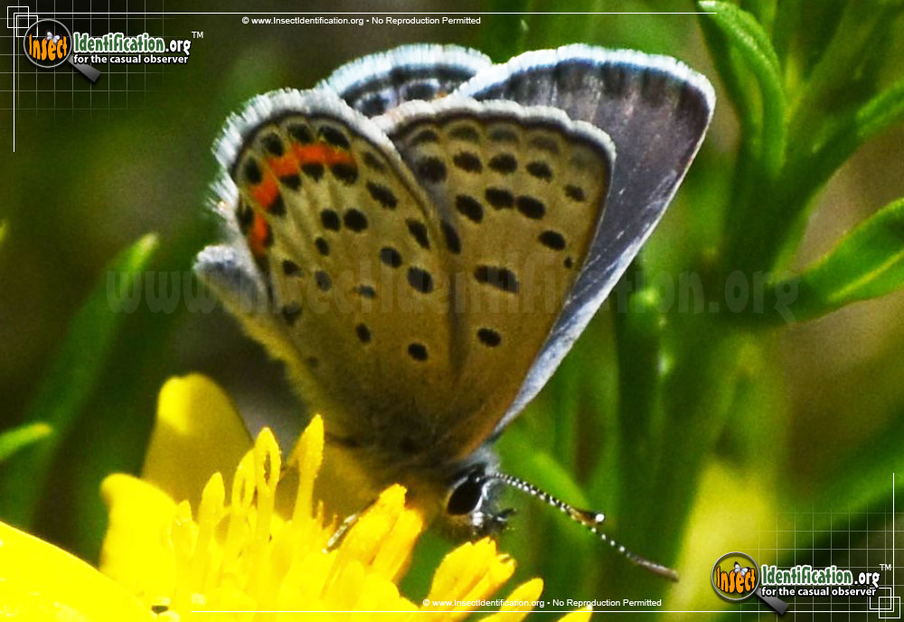 Full-sized image #2 of the Lupine-Blue-Butterfly