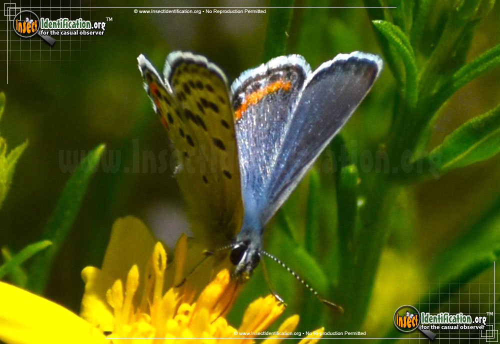 Full-sized image #3 of the Lupine-Blue-Butterfly