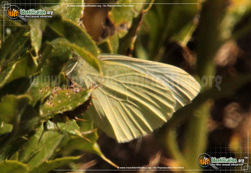 Full-sized image of the Lyside-Sulphur-Butterfly