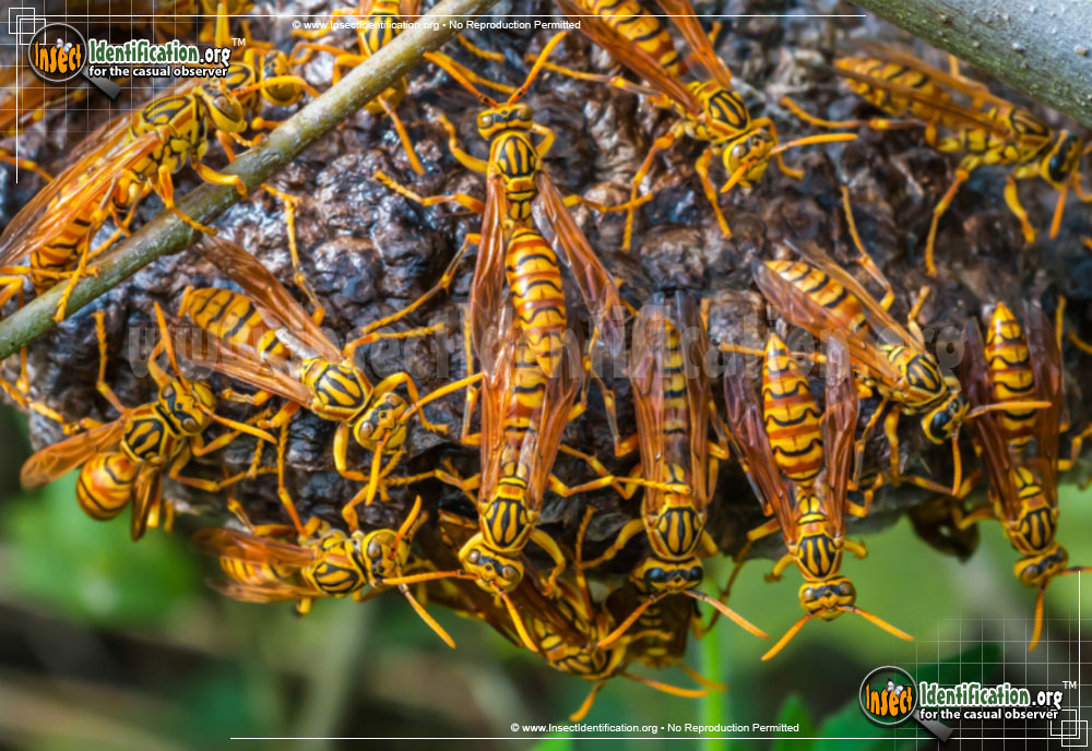 Full-sized image of the Macao-Paper-Wasp