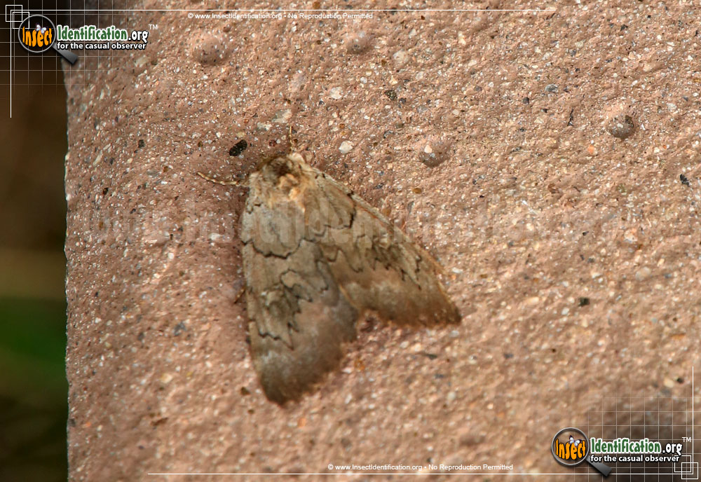 Full-sized image of the Magdalen-Underwing-Moth