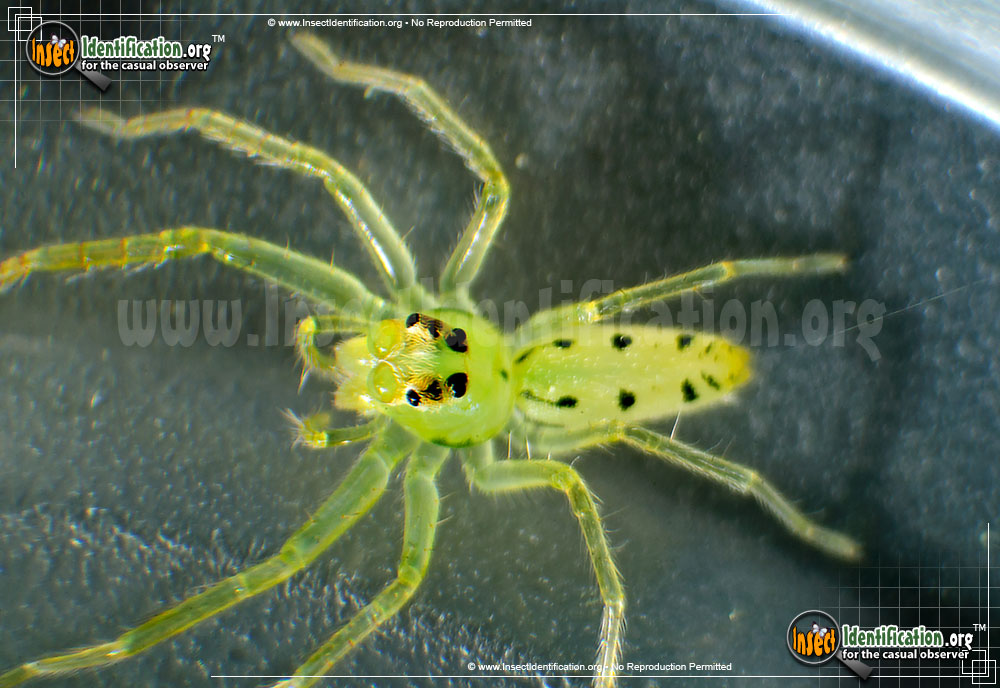 Full-sized image of the Magnolia-Green-Jumping-Spider