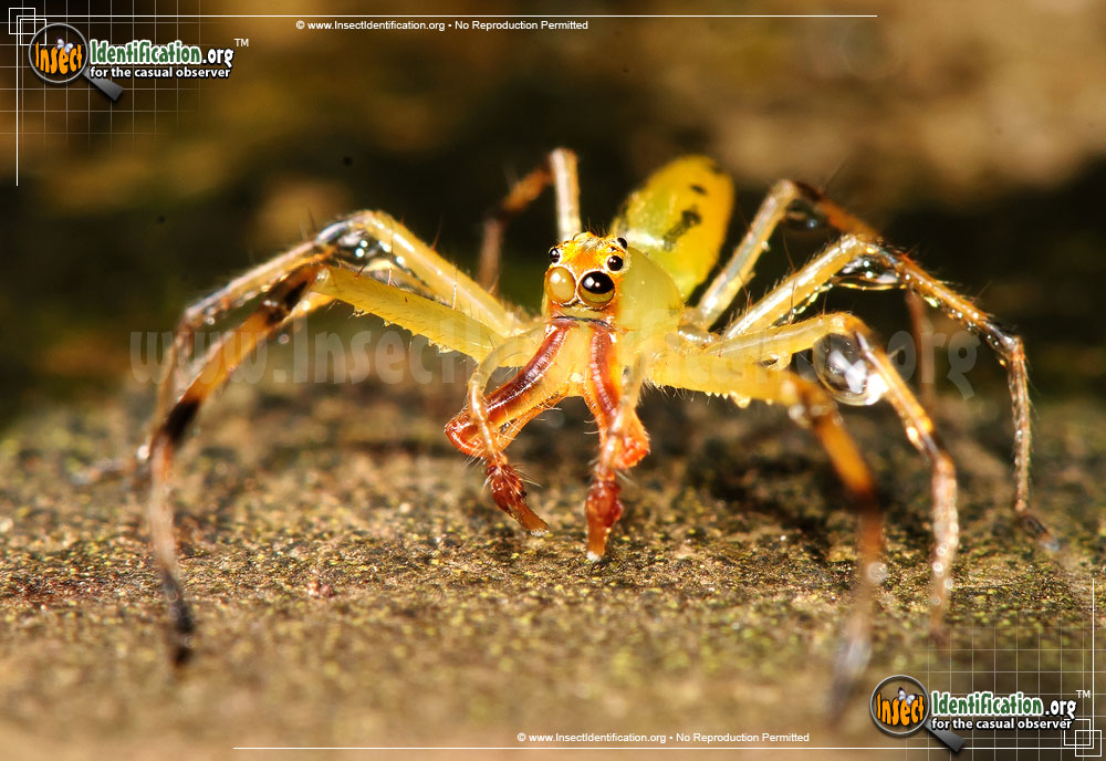 Full-sized image #2 of the Magnolia-Green-Jumping-Spider