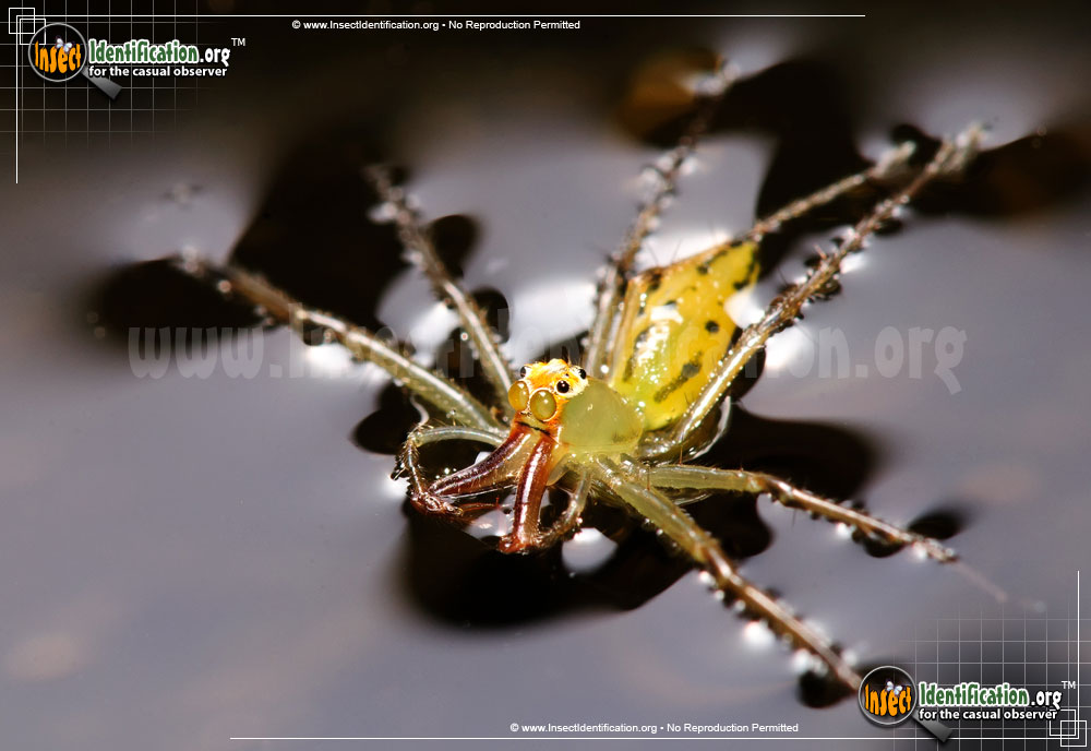 Full-sized image #3 of the Magnolia-Green-Jumping-Spider