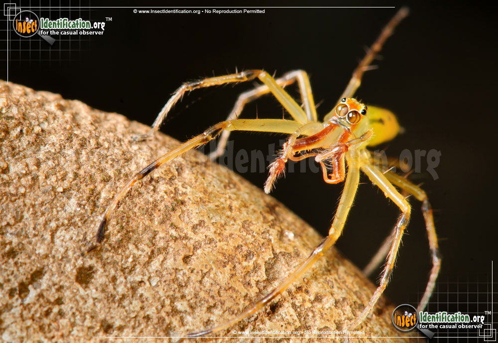 Full-sized image #5 of the Magnolia-Green-Jumping-Spider