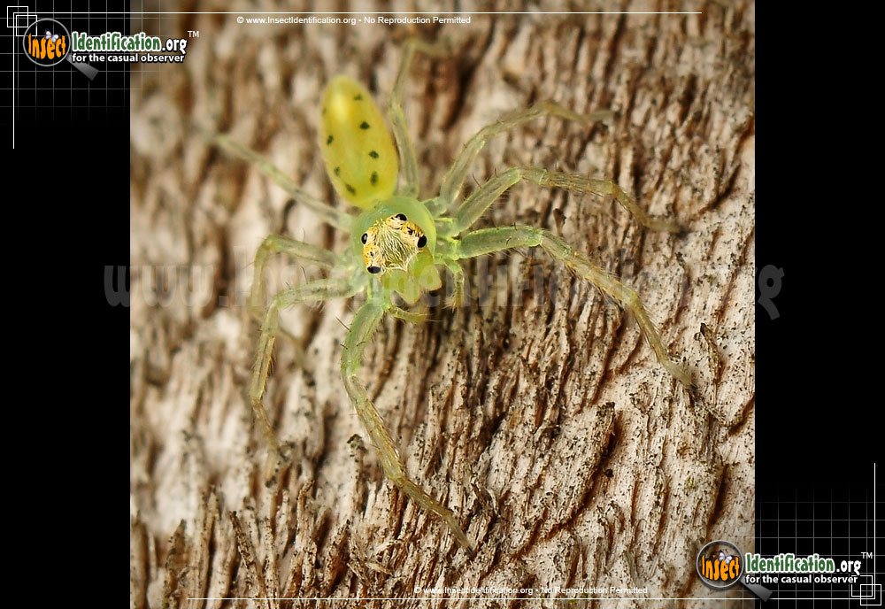 Full-sized image #6 of the Magnolia-Green-Jumping-Spider