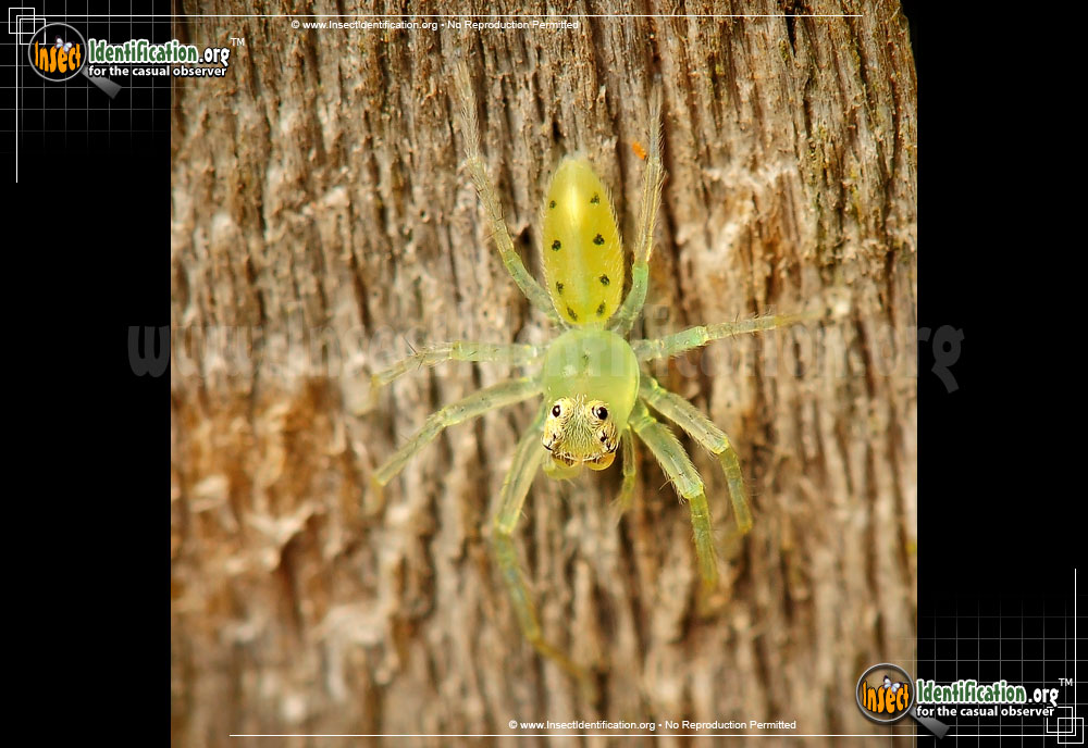 Full-sized image #7 of the Magnolia-Green-Jumping-Spider