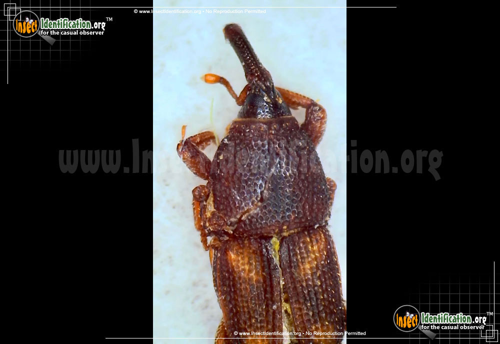 Full-sized image of the Maize-Weevil-Beetle