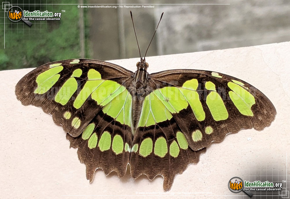 Full-sized image of the Malachite-Butterfly