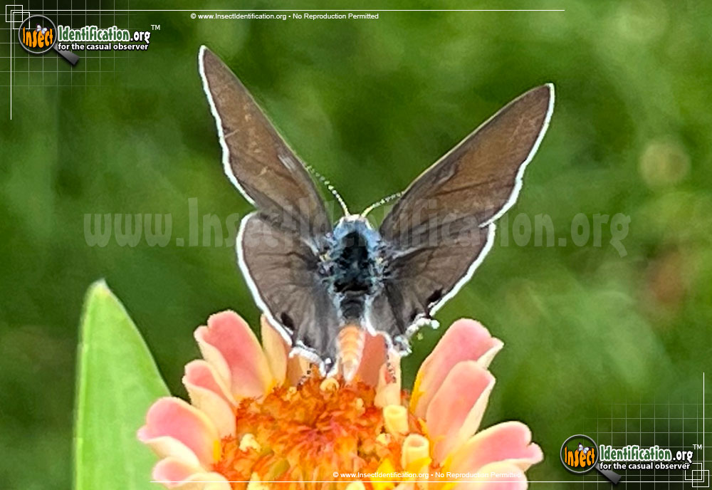 Full-sized image of the Mallow-Scrub-Hairstreak-Butterfly