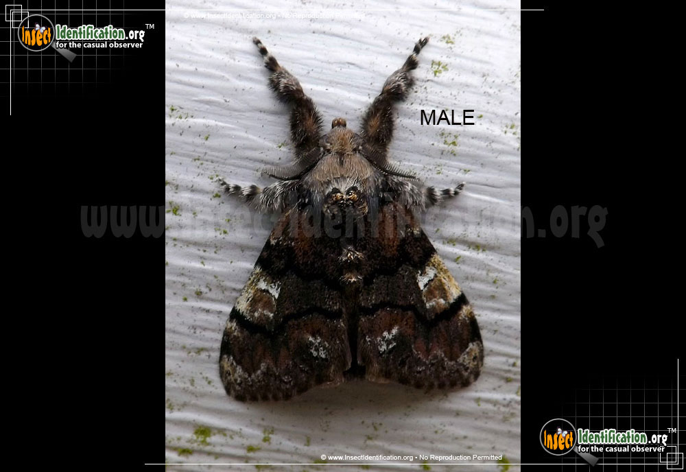 Full-sized image of the Manto-Tussock-Moth