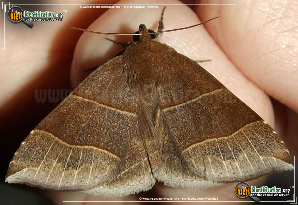 Full-sized image of the Maple-Looper-Moth