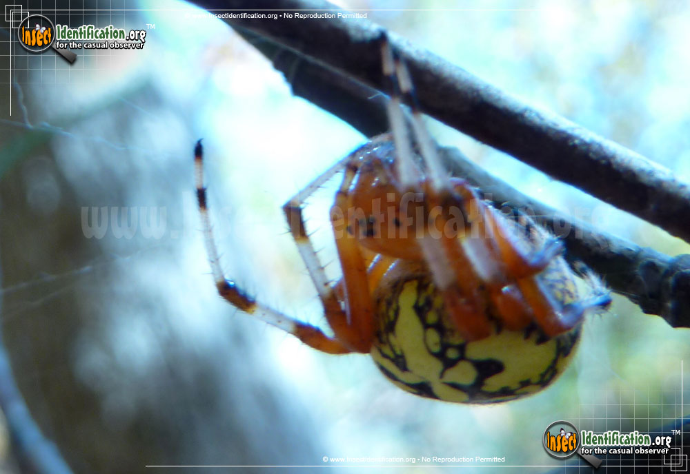 Full-sized image #10 of the Marbled-Orb-Weaver
