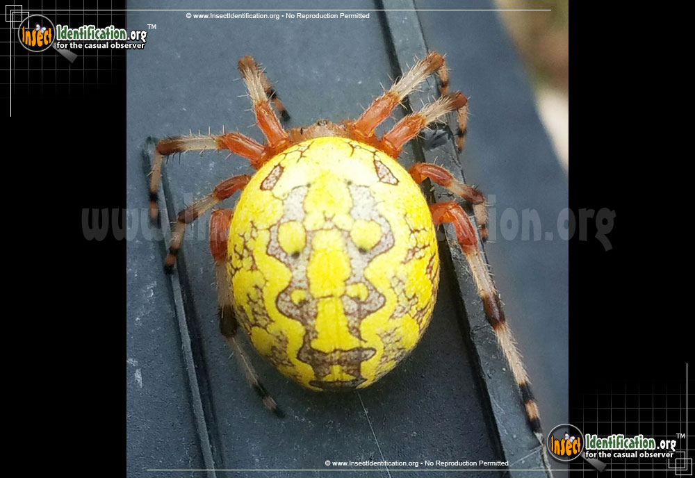 Full-sized image #12 of the Marbled-Orb-Weaver