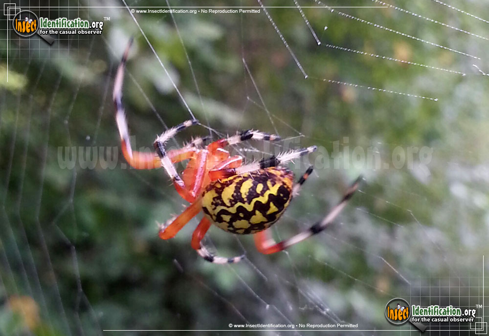 Full-sized image #5 of the Marbled-Orb-Weaver