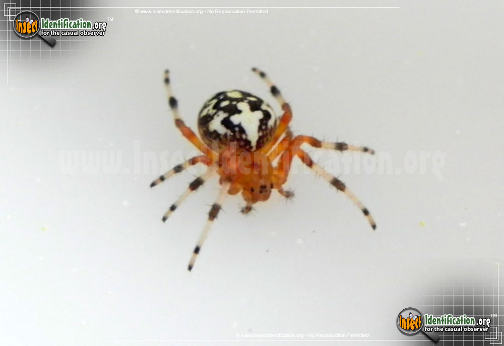 Full-sized image #11 of the Marbled-Orb-Weaver