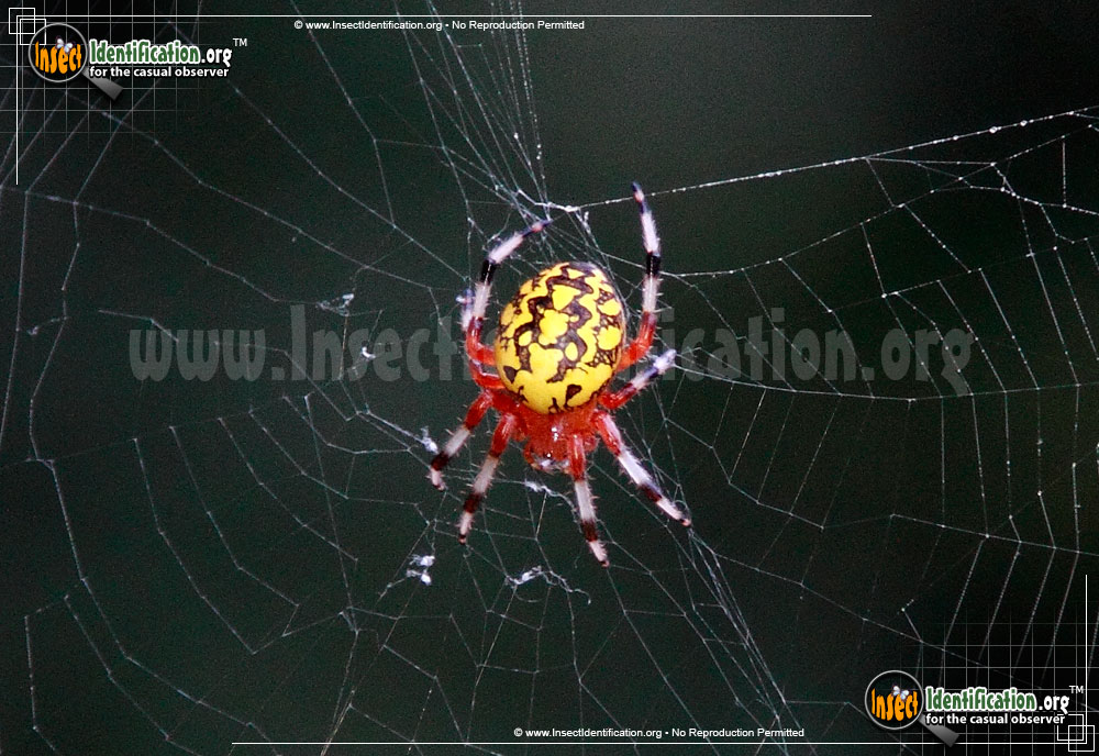 Full-sized image #13 of the Marbled-Orb-Weaver