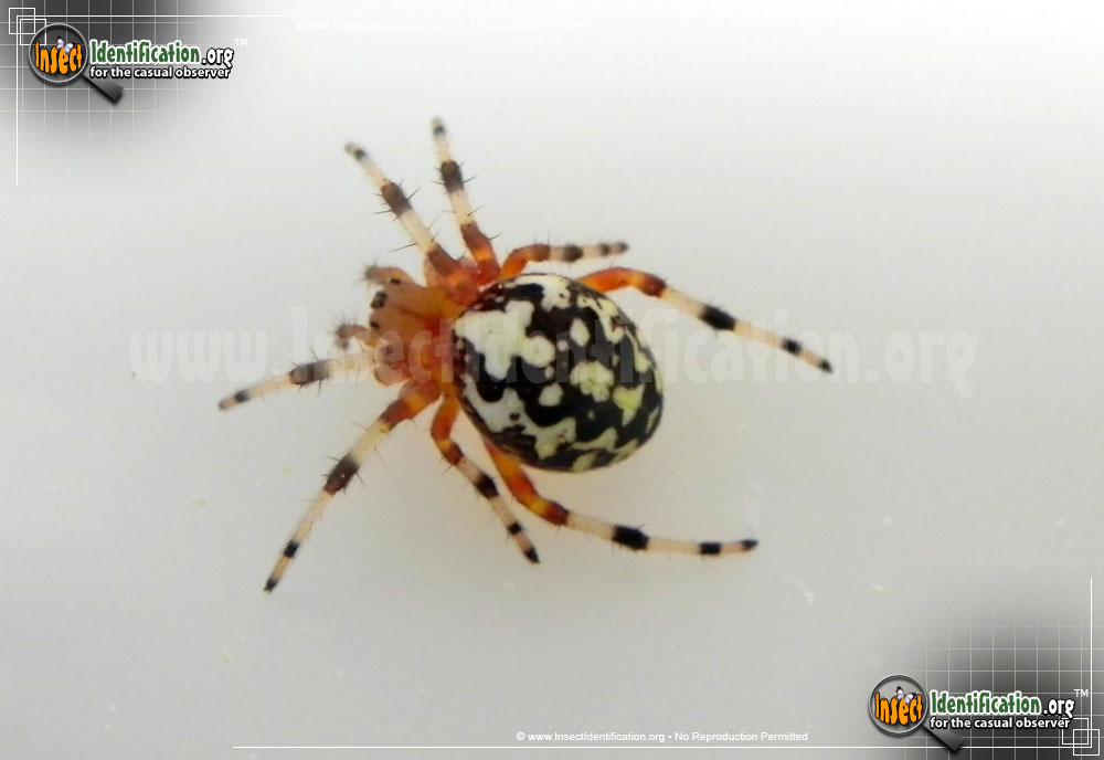 Full-sized image #3 of the Marbled-Orb-Weaver