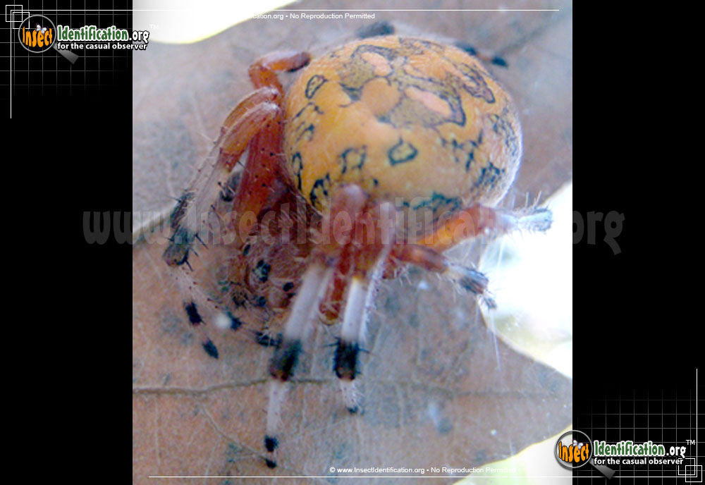 Full-sized image #8 of the Marbled-Orb-Weaver