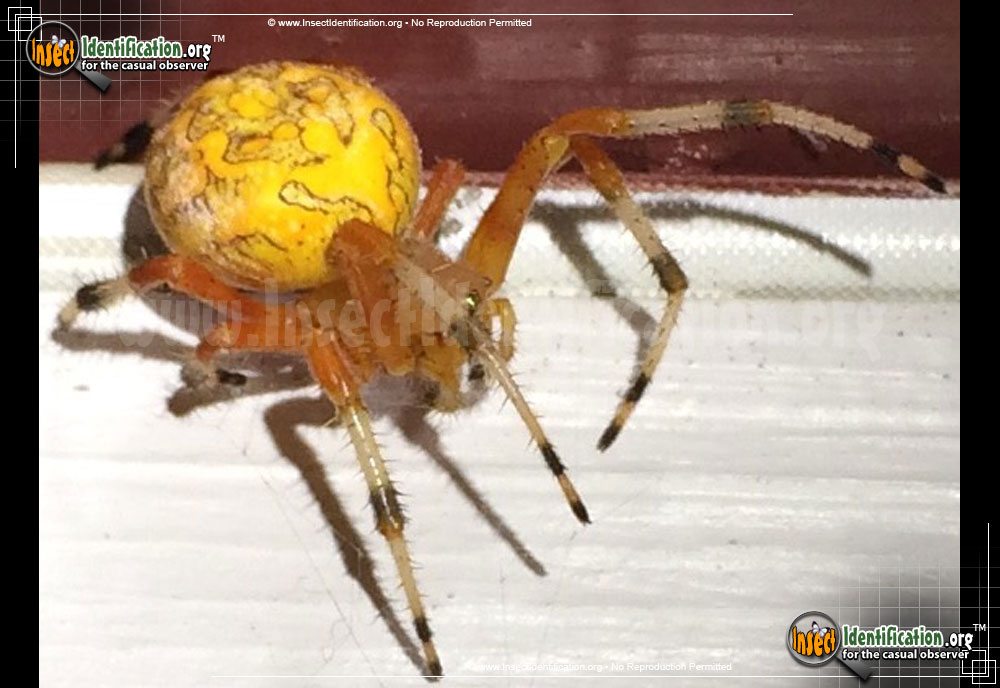 Full-sized image #4 of the Marbled-Orb-Weaver