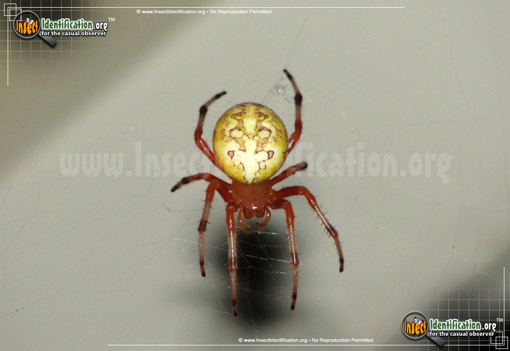 Full-sized image #6 of the Marbled-Orb-Weaver