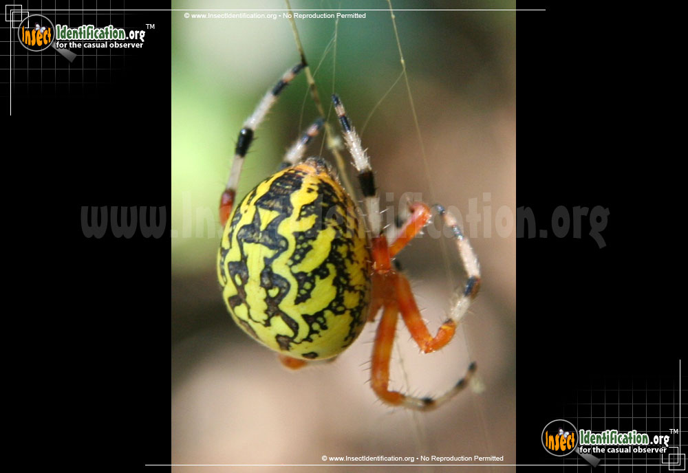 Full-sized image #9 of the Marbled-Orb-Weaver