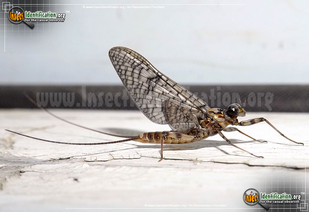 Full-sized image of the March-Brown-Mayfly