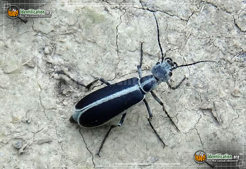 Full-sized image of the Margined-Blister-Beetle